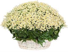 Цветочная композиция из Ромашки в корзине #REPLACE_PRED# Верхозиме